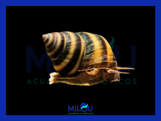 Caracol Piano
