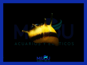 Caracol Abeja