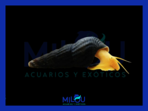 Caracol Conejo Naranja