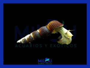 Caracol Conejo Amarillo