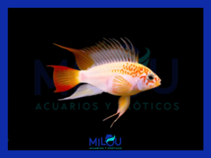 Apistogramma Gold Red Mask (3-4cm)