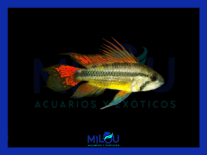 Apistogramma Cacatuoides Double Red (3-4cm)