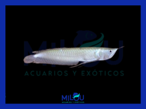 Arowana (15cm)