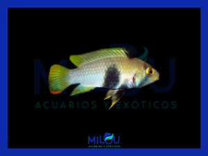 Apistogramma Pandurini (3-4cm)