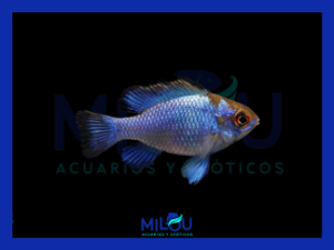 Ramirezi Azul Electrico (3-5cm)