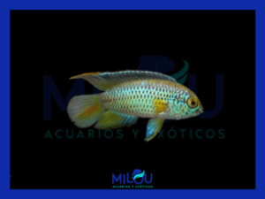 Nannacara Anomala (2,5-3cm)