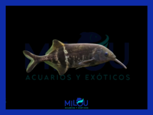 Pez Elefante (9-12cm)