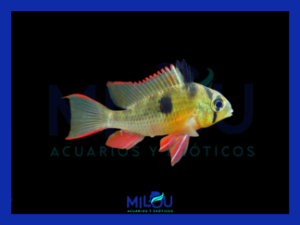 Ramirezi Boliviano (4-5cm)