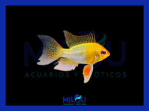 Ramirezi Gold (2,5-3cm)