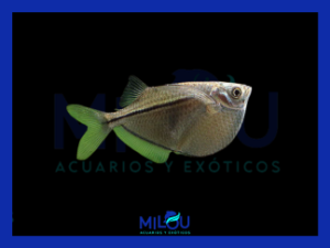 Pez Hacha Plata (2cm)