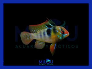 Papiliochromis Ramirezi (2,5-3cm)