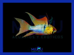 Papiliochromis Ramirezi Long Fin (3-4cm)