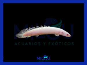 Polypterus Senegalus Albino (6cm)