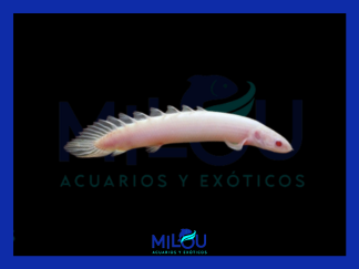 Polypterus Senegalus Albino (6cm)