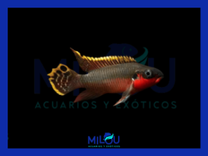 Pelvicachromis Pulcher Kribensis (3-4cm)