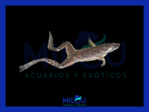 Rana Hymenochirus Curtipes