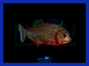 Piraña Colossoma brachypomun (4-5cm)