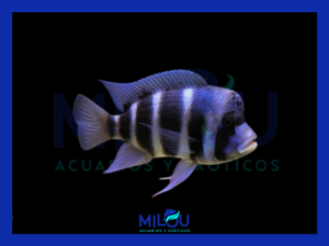 Cíclido Frontosa (3,5-4cm)