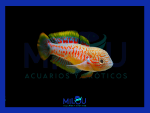 Gobio Pavo Real (2,5-3cm)