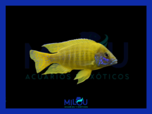 Aulonacara Baenschi (5-6cm)