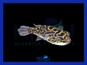 Pez Globo (Tetraodon Fluviatilis 4-5cm)
