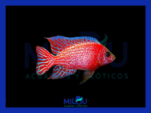 Aulonacara Dragon Blood (5-6cm)