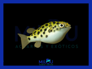 Pez Globo (Tetraodon Nigroviridis 4-5cm)