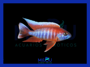 Aulonocara Eureka Peacock (5-6 cm)