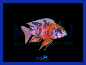 Aulonocara Ob Peacock (5-6 cm)