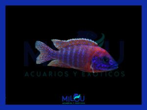 Aulonocara Rubin Red (5-6cm)