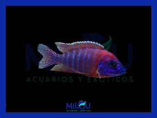 Aulonocara Rubin Red (5-6cm)