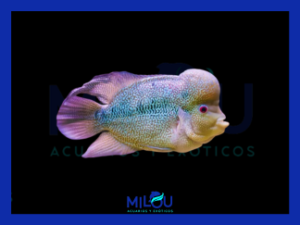 Flower Horn (Grado A / 7,5cm)