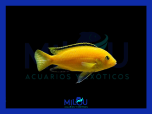 Labidochromis Caeruleus Limón (4-5cm)