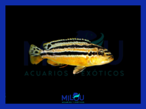 Melanochromis Auratus Caramelo (5cm)