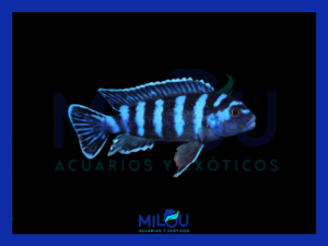 Pseudotropheus Demasoni (5-6cm)