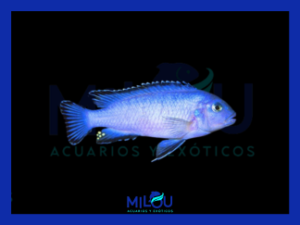 Pseudotropheus Socolofi (5cm)