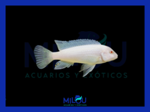 Socolofi Albino (4cm)