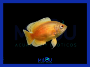 Oscar Albino (4-5cm)