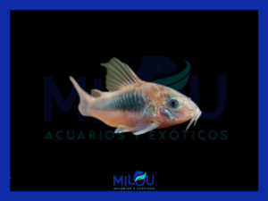 Corydora Aeneus Bronce (3cm)