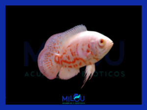 Oscar Albino Tigre (4-5cm)