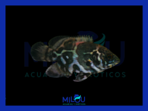 Oscar Negro Plata (3-4cm)