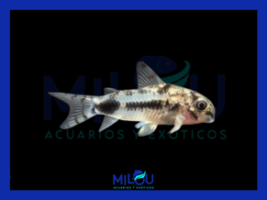 Corydora Habrosus Pimienta Enana (1,5-2cm)