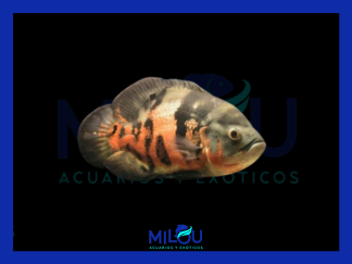 Oscar Tigre (4-5cm)