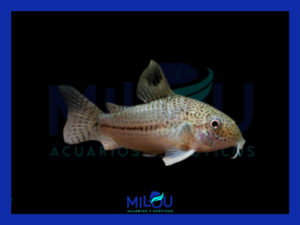 Corydora Leopardo (3cm)