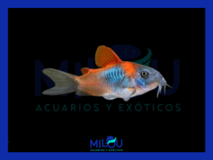 Corydora Orange Venezuela (3cm)