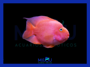 Pez Loro Red (5-6cm)