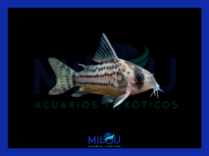 Corydora Schwartzi (4-5cm)