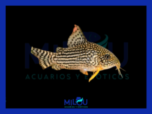 Corydora Sterbai (2,5-3cm)