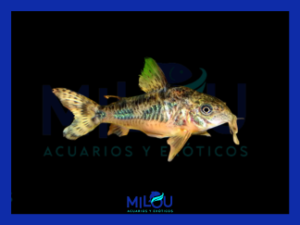 Corydora Paleatus Pimienta (2,5-3cm)