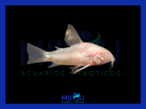 Corydora Paleatus Albina Velo (2,5-3cm)